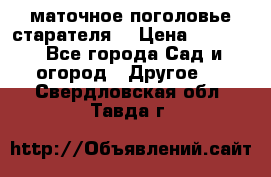 маточное поголовье старателя  › Цена ­ 3 700 - Все города Сад и огород » Другое   . Свердловская обл.,Тавда г.